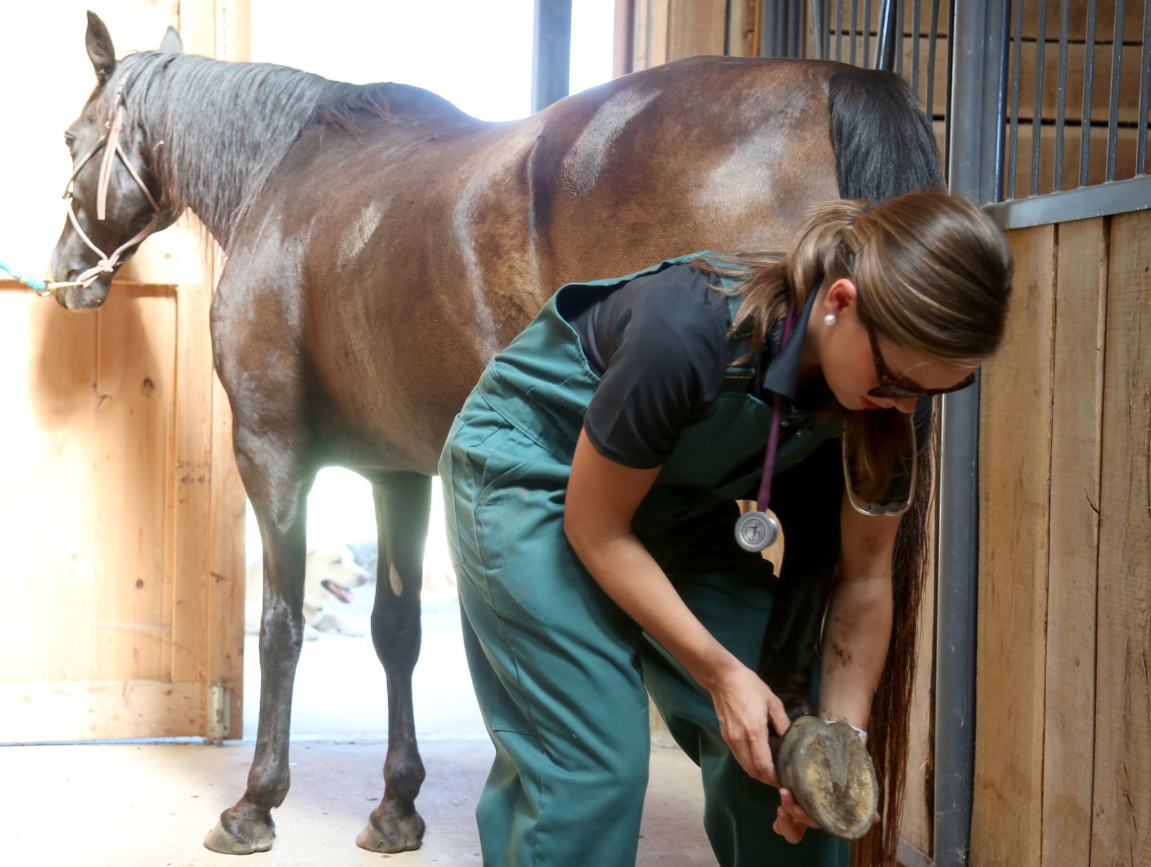 Large animal veterinarians
